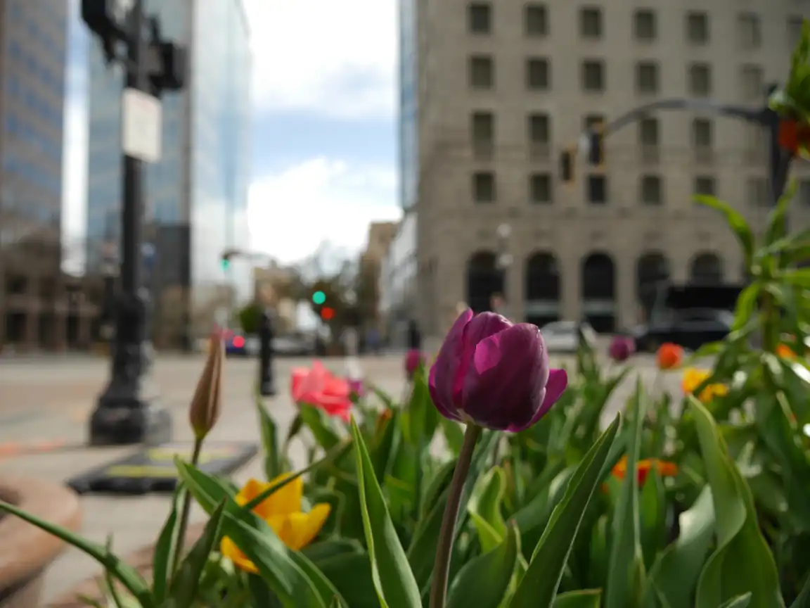 Flowers against a blurred Main St. and Kimpton Hotel Monaco