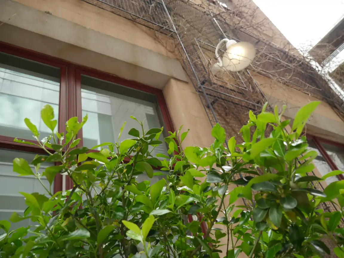 A lamp protruding from a vine-covered trellis, framed by a leafy plant