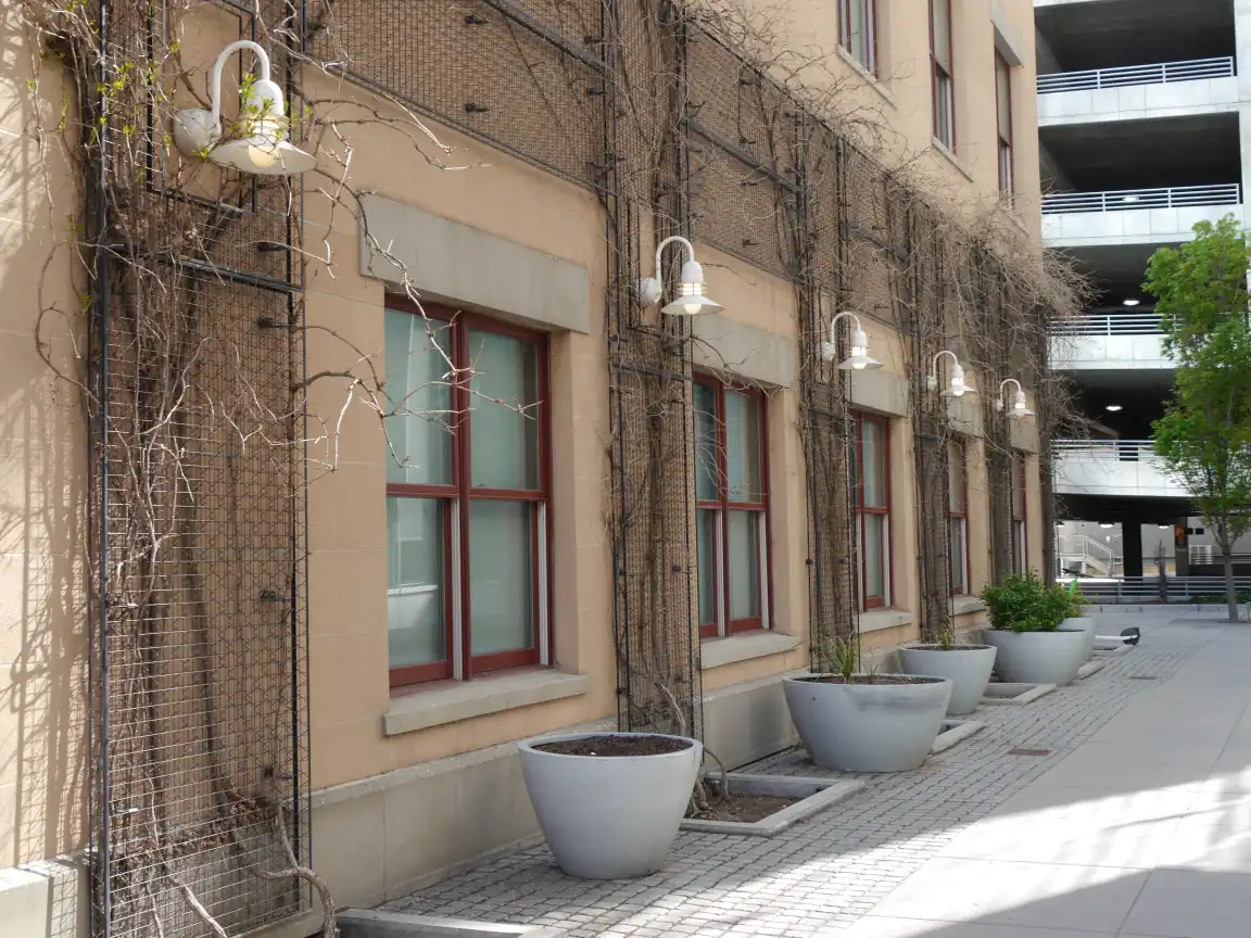 Vines and lamps in an alleyway